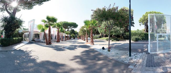 Viale con palme e giardino.